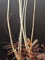 Alchemilla tichomirovii