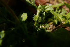 Alchemilla arvensis