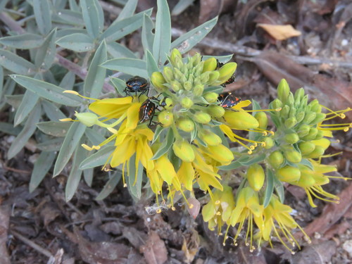 iNaturalist observation photo of Bladderpod