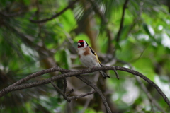 Carduelis carduelis