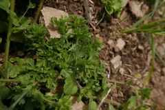 Alchemilla arvensis
