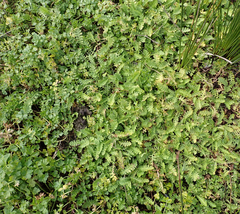 Leptinella potentillina, photograph author not stated, no rights reserved