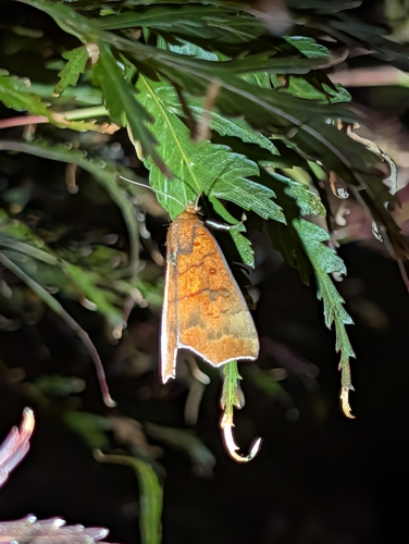 Hibiscus Leaf Caterpillar Moth photo 4