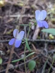 Collinsia grandiflora