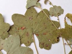 Alchemilla tichomirovii