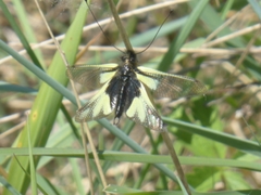 Libelloides coccajus