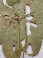 Alchemilla tichomirovii