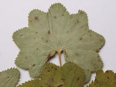 Alchemilla tichomirovii