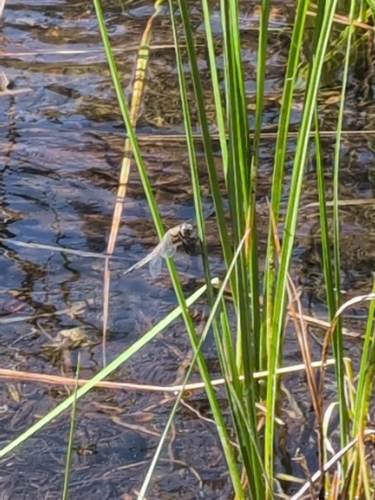 iNaturalist observation photo of Four-spotted Skimmer