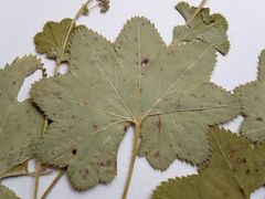 Alchemilla tichomirovii
