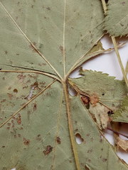 Alchemilla tichomirovii