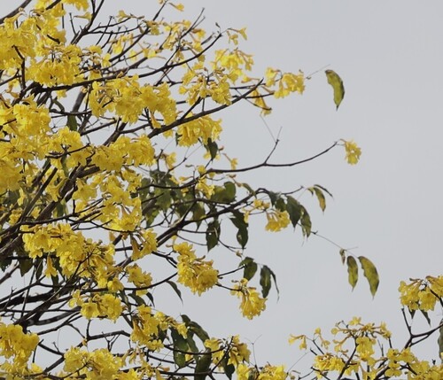 Handroanthus guayacan, photograph 1