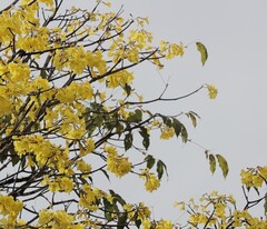 Handroanthus guayacan, photograph (c) Andrea Gantzer, some rights reserved (CC BY)