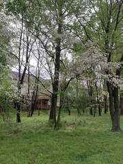 Prunus