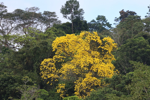 Handroanthus guayacan