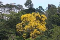 Handroanthus guayacan