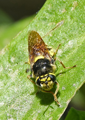 Stratiomys maculosa