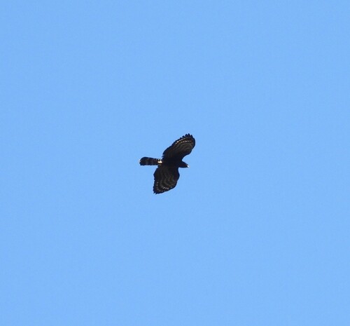 Black Hawk-Eagle