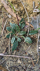 Ptilotus manglesii, photograph (c) Millie Brady, some rights reserved (CC BY)