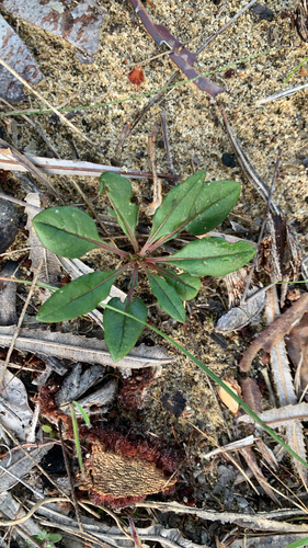 Ptilotus manglesii, photograph 2