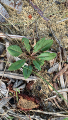 Ptilotus manglesii, photograph (c) Millie Brady, some rights reserved (CC BY)