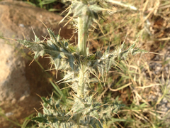 Cirsium rhaphilepis