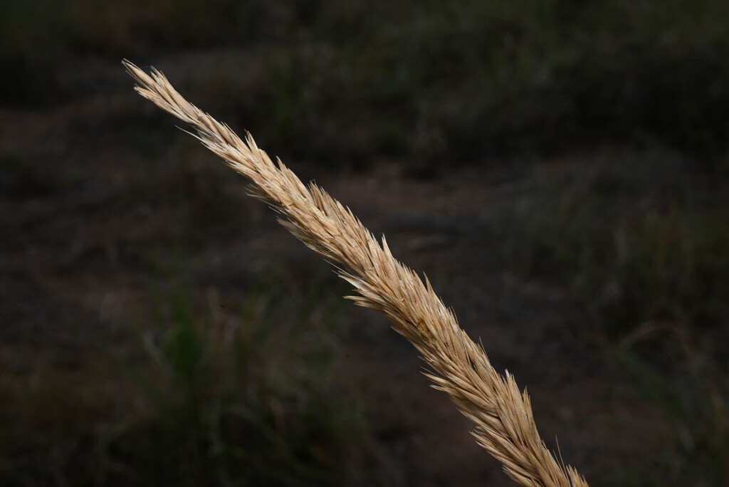 Leymus cinereus; photograph (c) Anders Hastings, some rights reserved (CC BY)