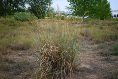 Leymus cinereus, photograph (c) Anders Hastings, some rights reserved (CC BY)
