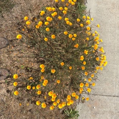 Eschscholzia californica maritima
