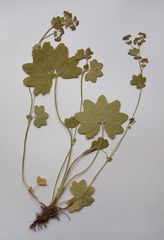 Alchemilla tichomirovii