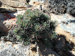Othonna euphorbioides