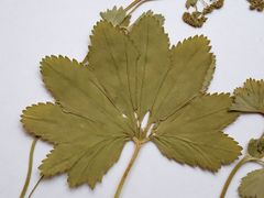 Alchemilla tichomirovii