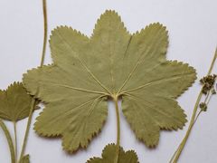 Alchemilla tichomirovii