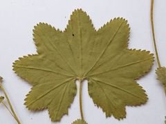 Alchemilla tichomirovii