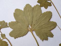 Alchemilla tichomirovii