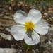 White Rock-Rose - Photo (c) Roberto Sindaco, some rights reserved (CC BY-NC-SA), uploaded by Roberto Sindaco