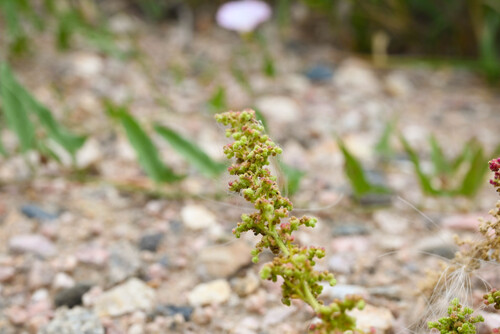 Dysphania botrys, photograph 6