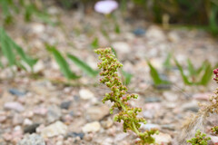 Dysphania botrys, photograph (c) Anders Hastings, some rights reserved (CC BY)