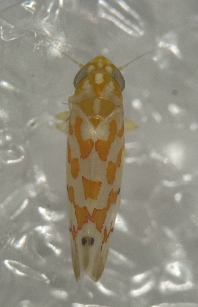 Eratoneura millsi