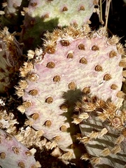 Opuntia basilaris brachyclada