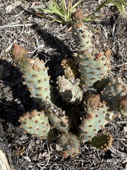 Opuntia basilaris brachyclada