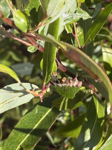 iNaturalist observation photo of Lorquin's Admiral