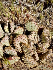 Opuntia basilaris brachyclada