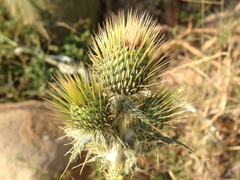 Cirsium rhaphilepis