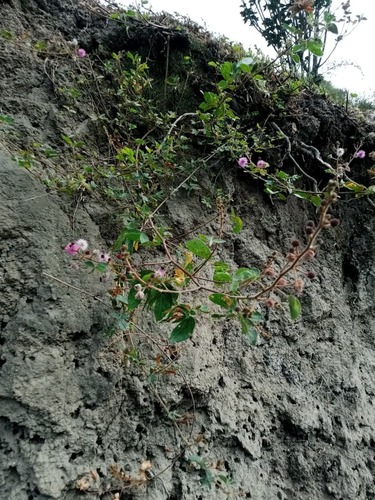 Mimosa albida, photograph 6