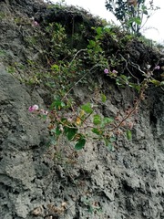 Mimosa albida, photograph (c) Raúl A. Ruiz M., some rights reserved (CC BY)