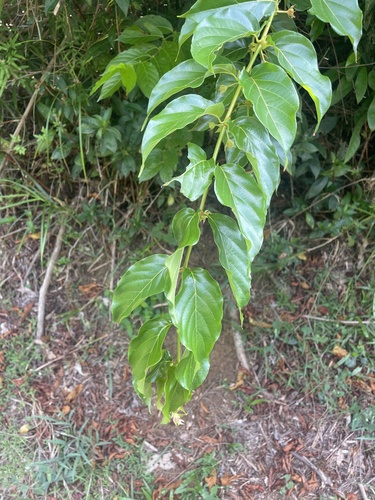 Uncaria lanosa observed 2026-08-12