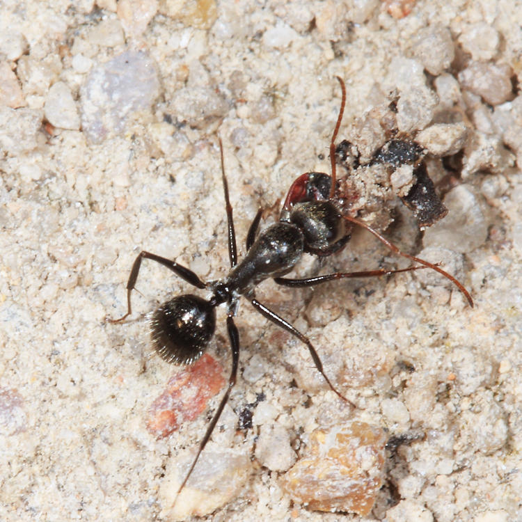 Camponotus zoc