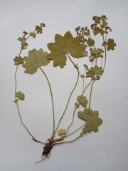 Alchemilla tichomirovii