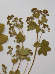 Alchemilla tichomirovii